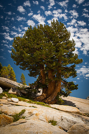 Tree of Life