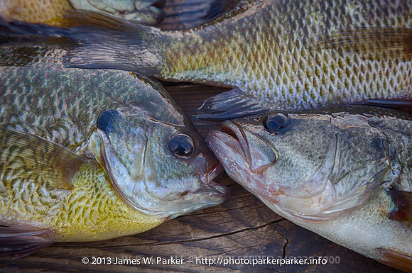 Kissing Fish