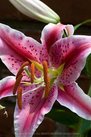 Stargazer