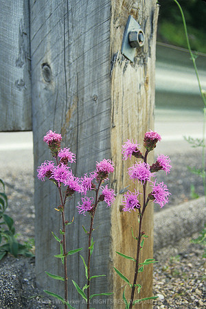 Guardrail Garden