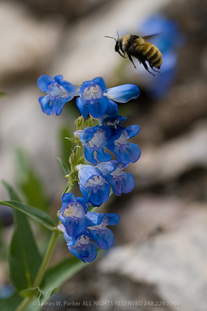 Bee Back Soon